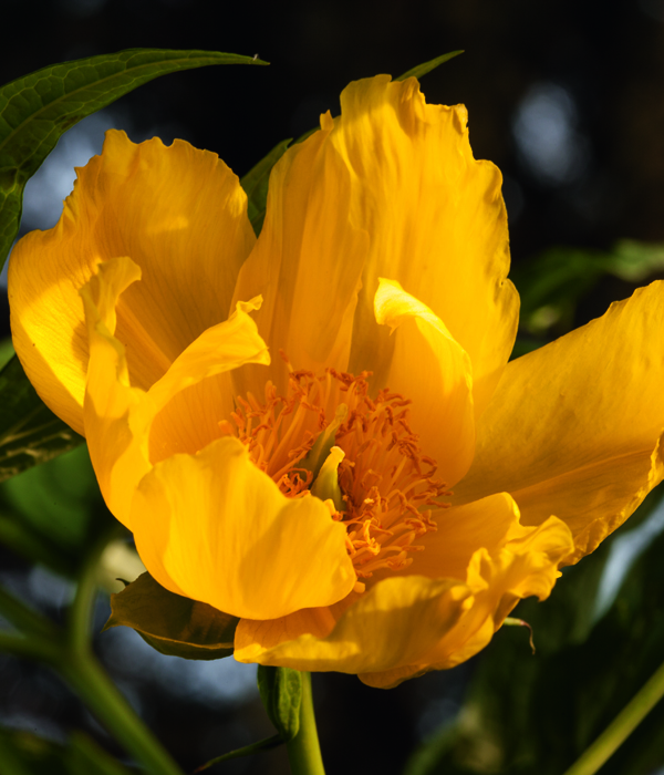 Ludlowi peony | Centro Botanico Moutan